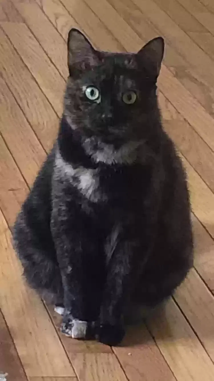 Lost cat in Lawrenceville, GA, 30045