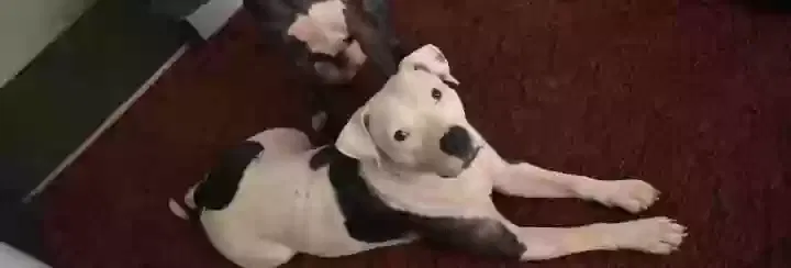 Lost dog in Hogansville, GA, 30230