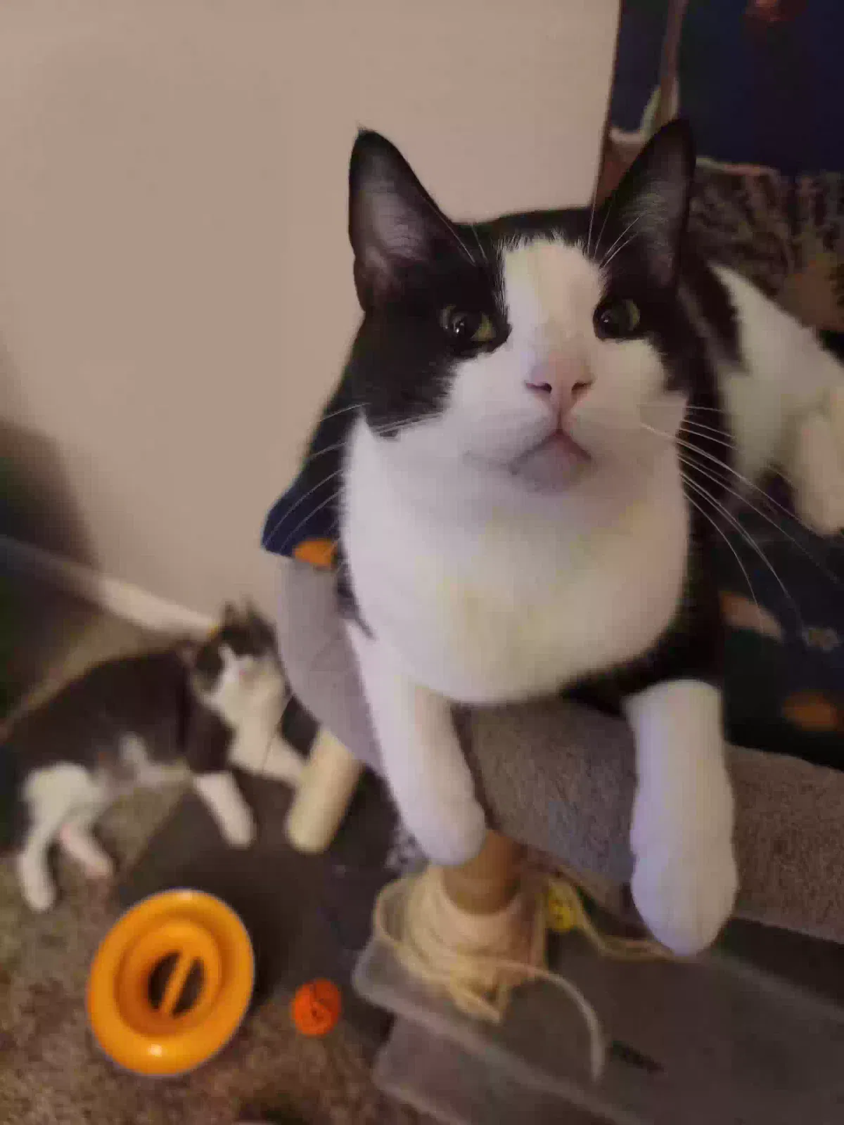 Lost cat in Houston, TX, 77065