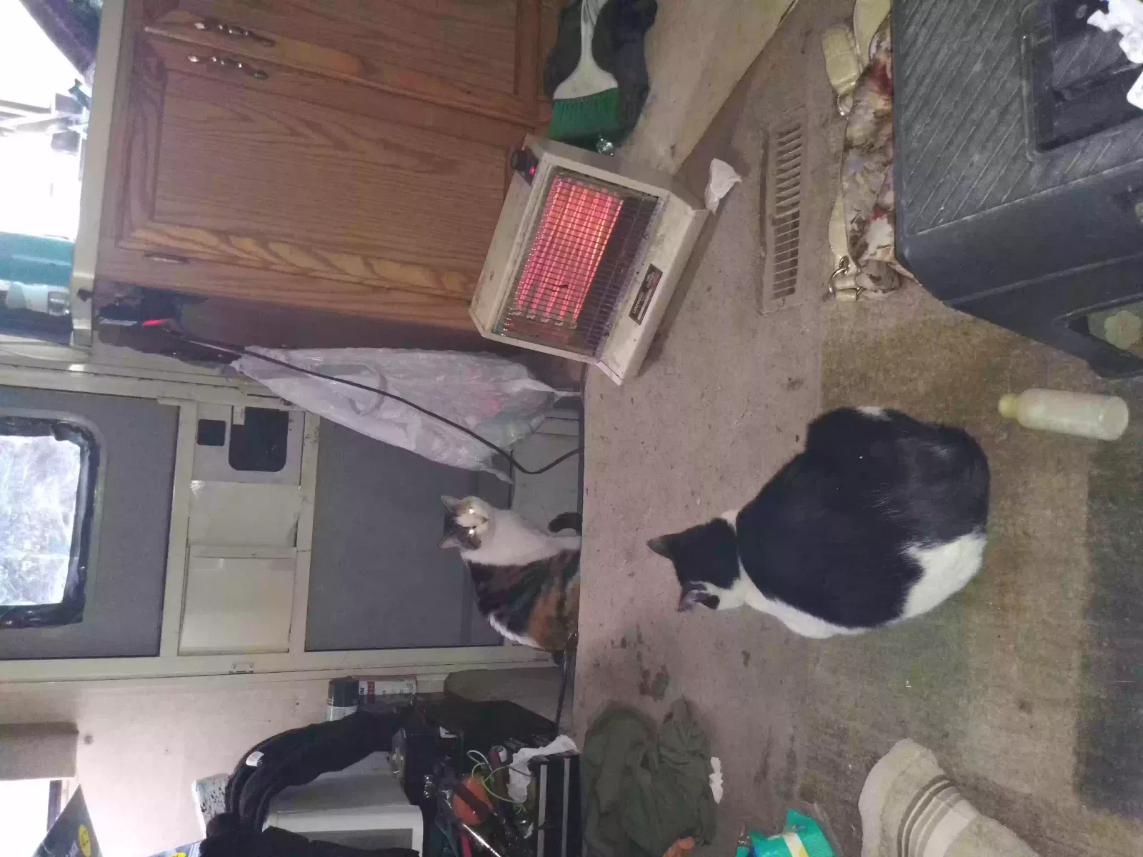 Lost cat in Clayton, WA, 99110