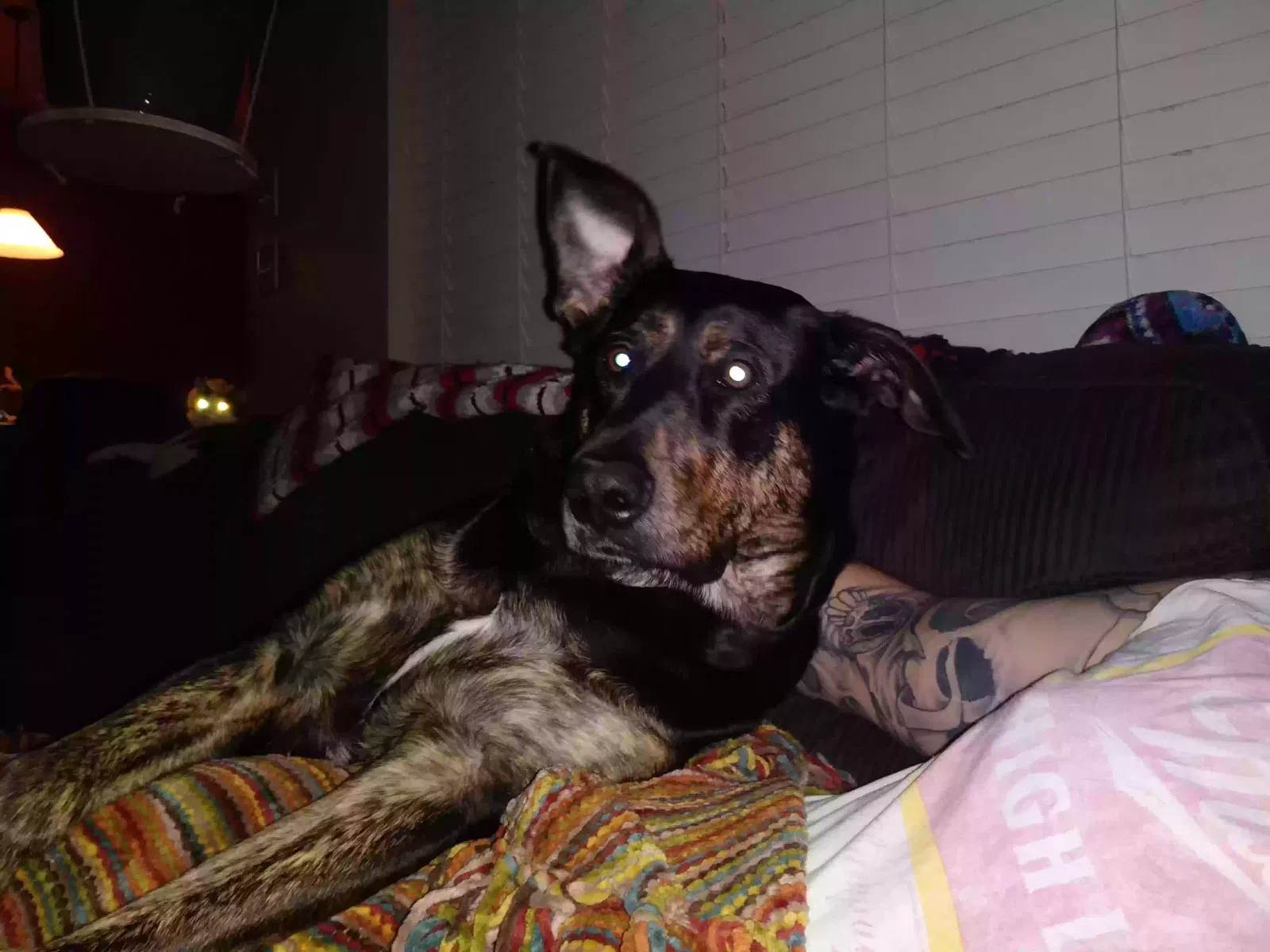 Lost dog in Unknown, TX, 761071
