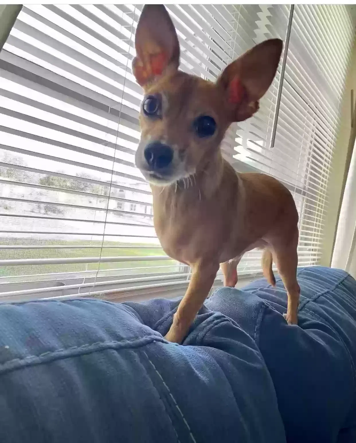 Lost dog in Zephyrhills, FL, 33542