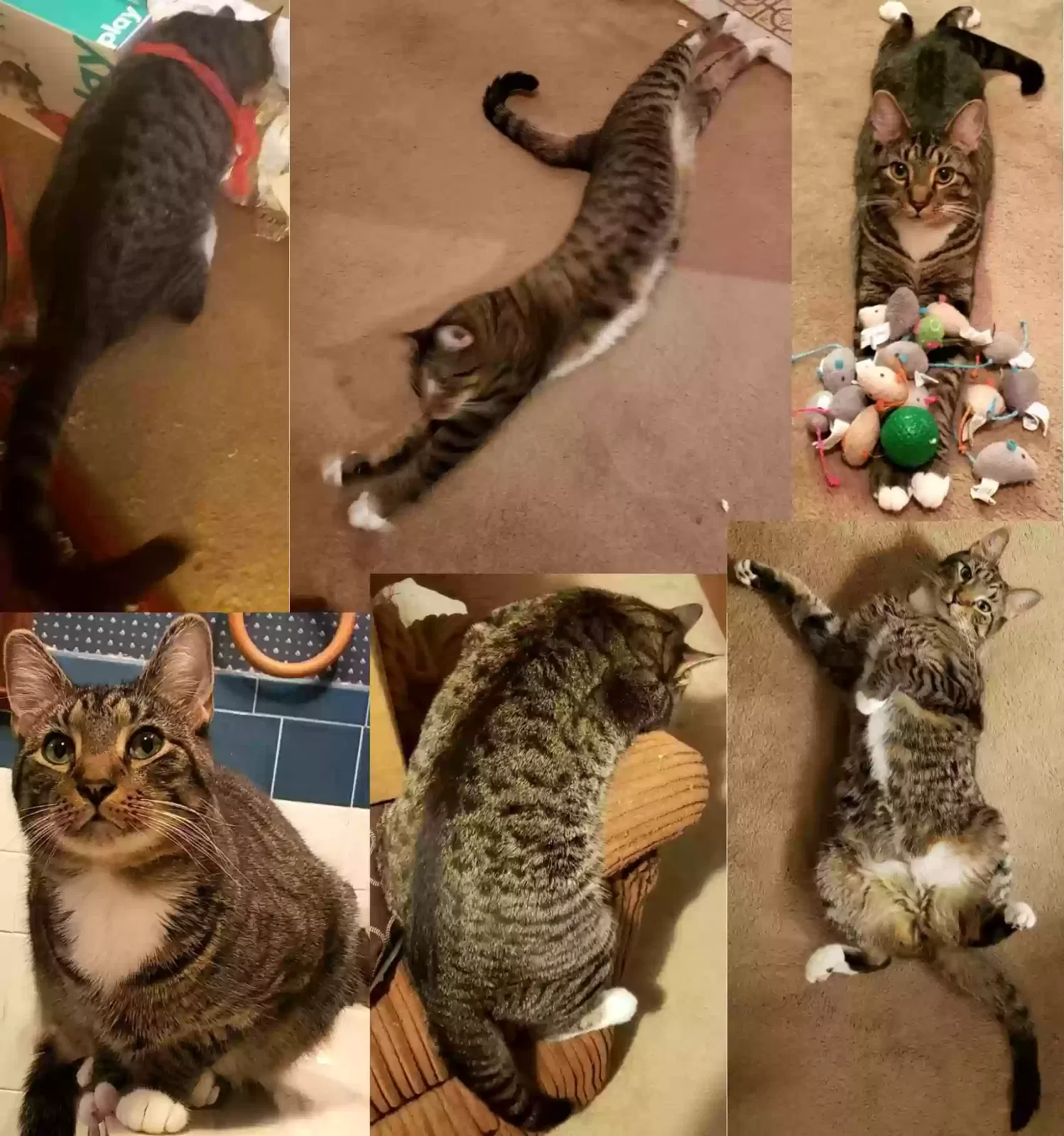 Lost cat in Round O, SC, 29474