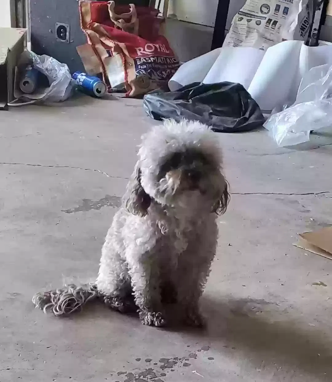 Lost dog in North Richland Hills, TX, 76182