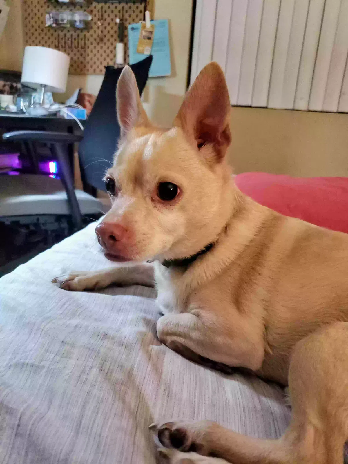 Found dog in Mesa, AZ, 85202