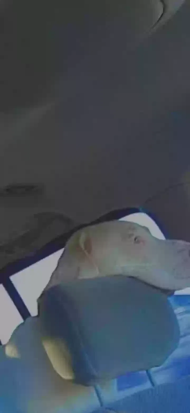 Lost dog in Fritch, TX, 79036