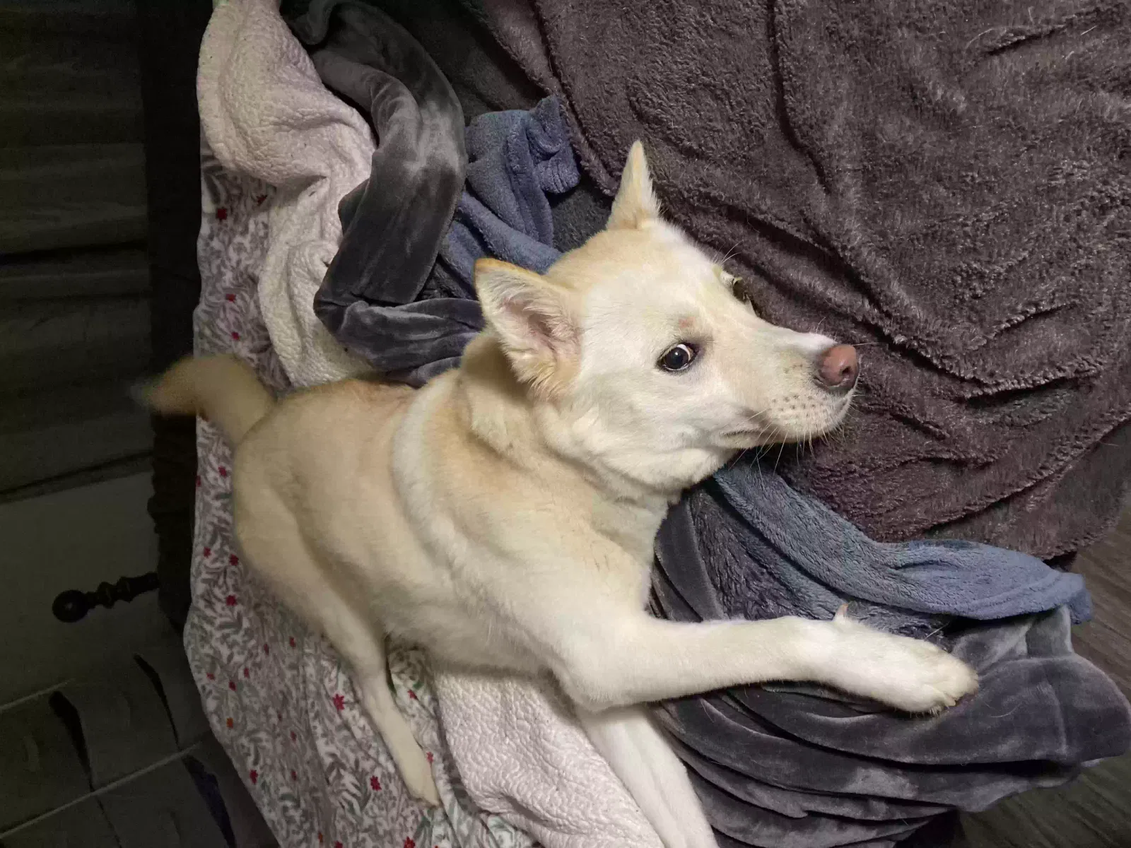 Found dog in Maylene, AL, 35114