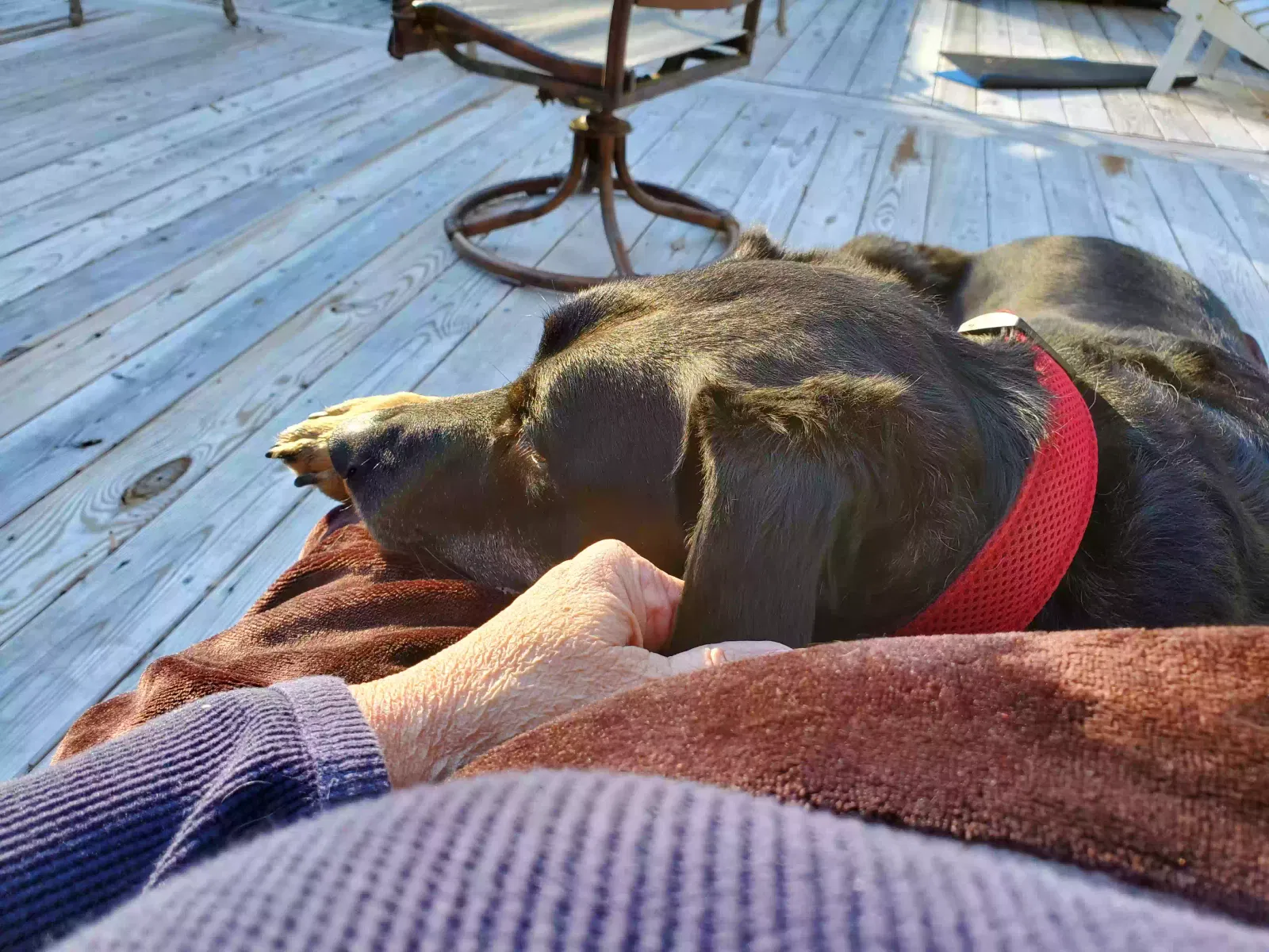 Lost dog in Concord, NC, 28025