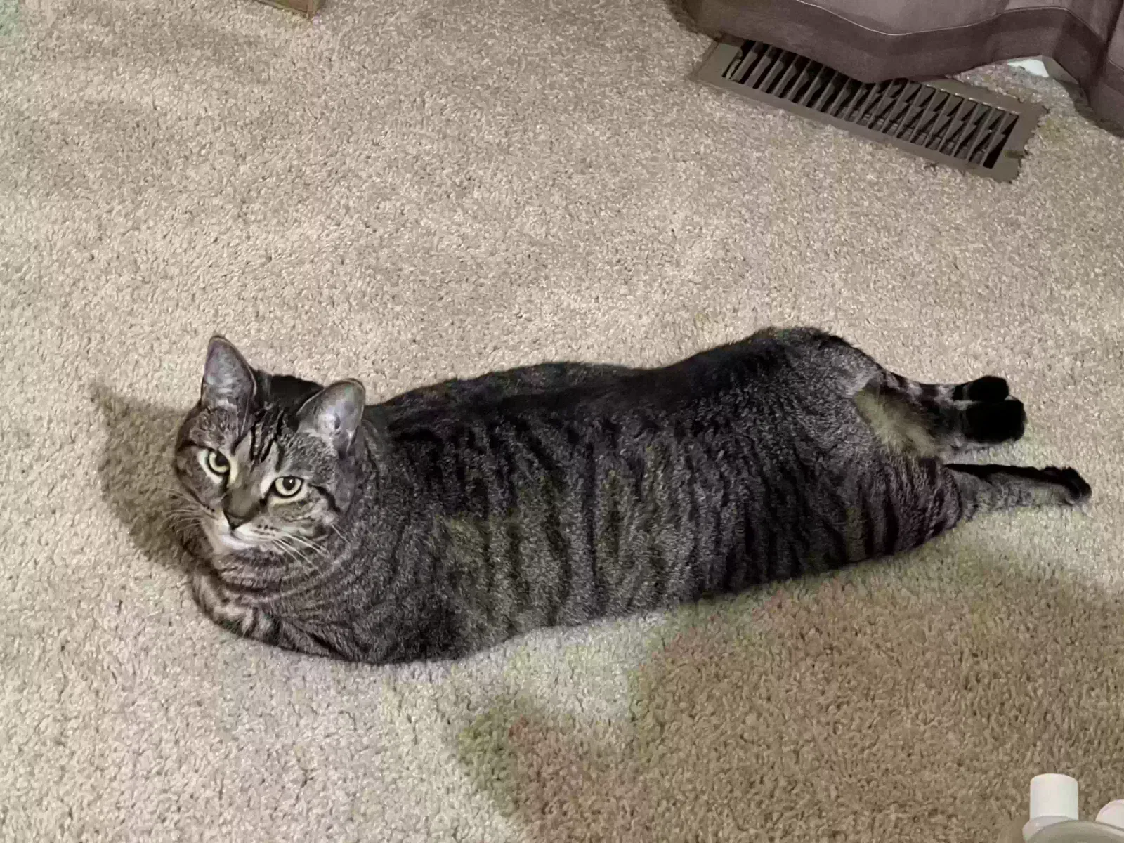 Lost cat in Perkasie, PA, 18944