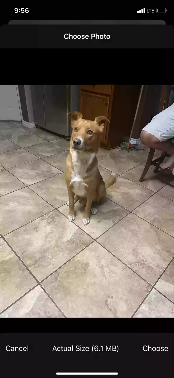 Lost dog in San Antonio, TX, 78223