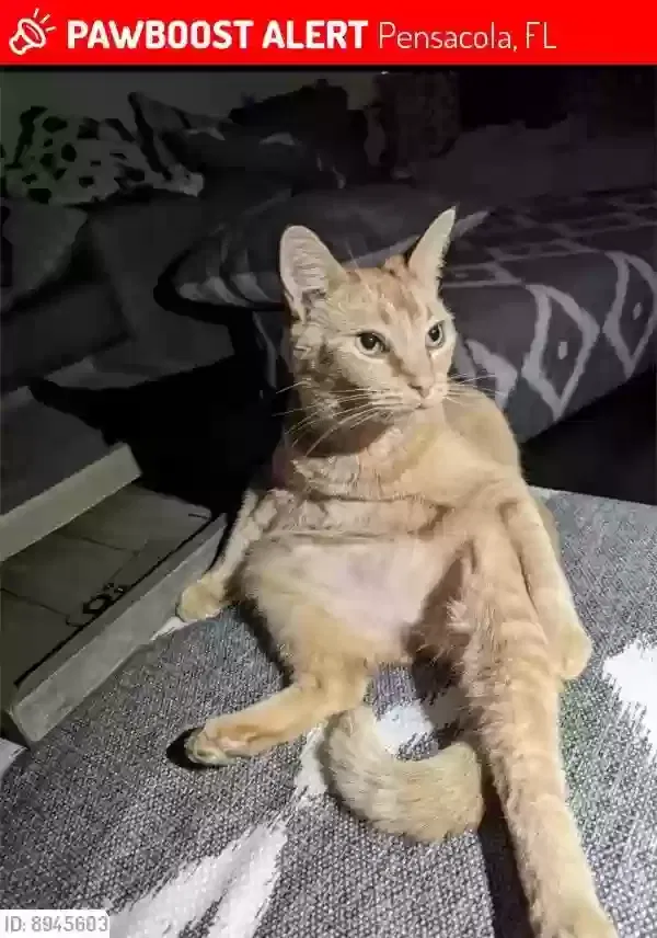 Lost cat in Pensacola, FL, 32506