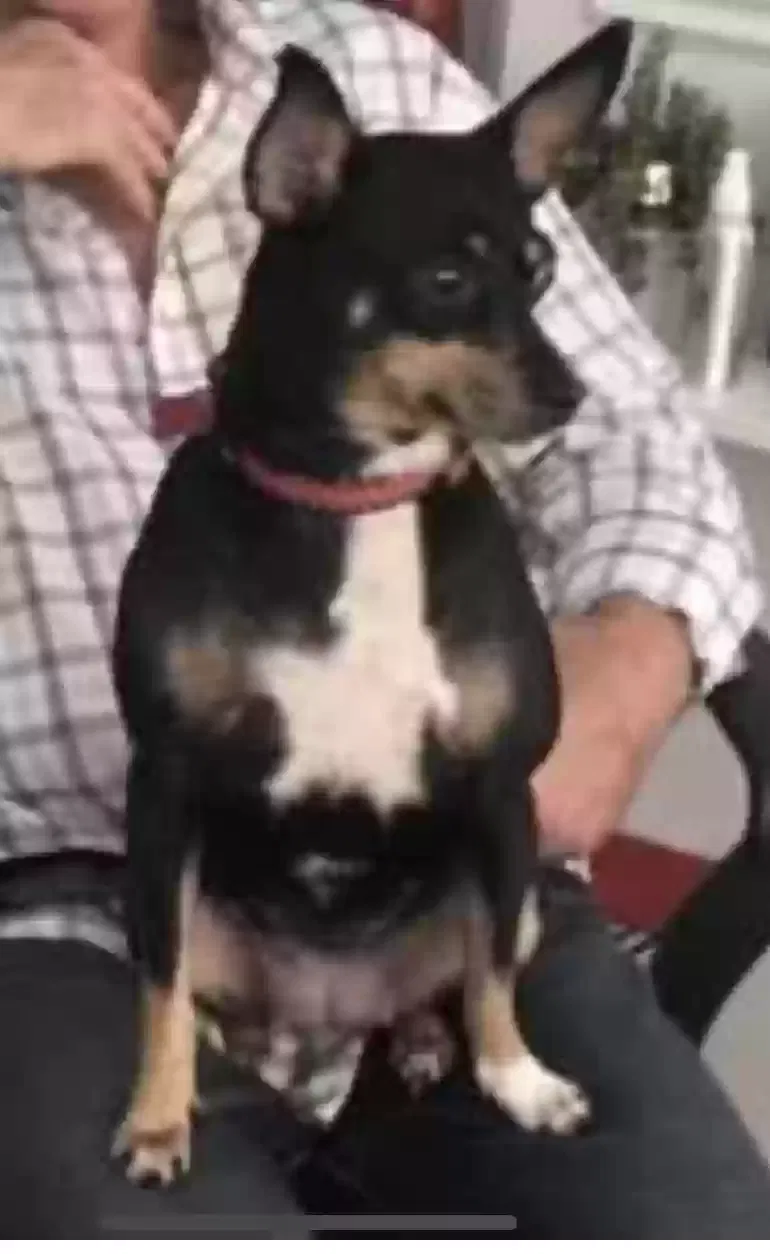 Lost dog in Miami, FL, 33145