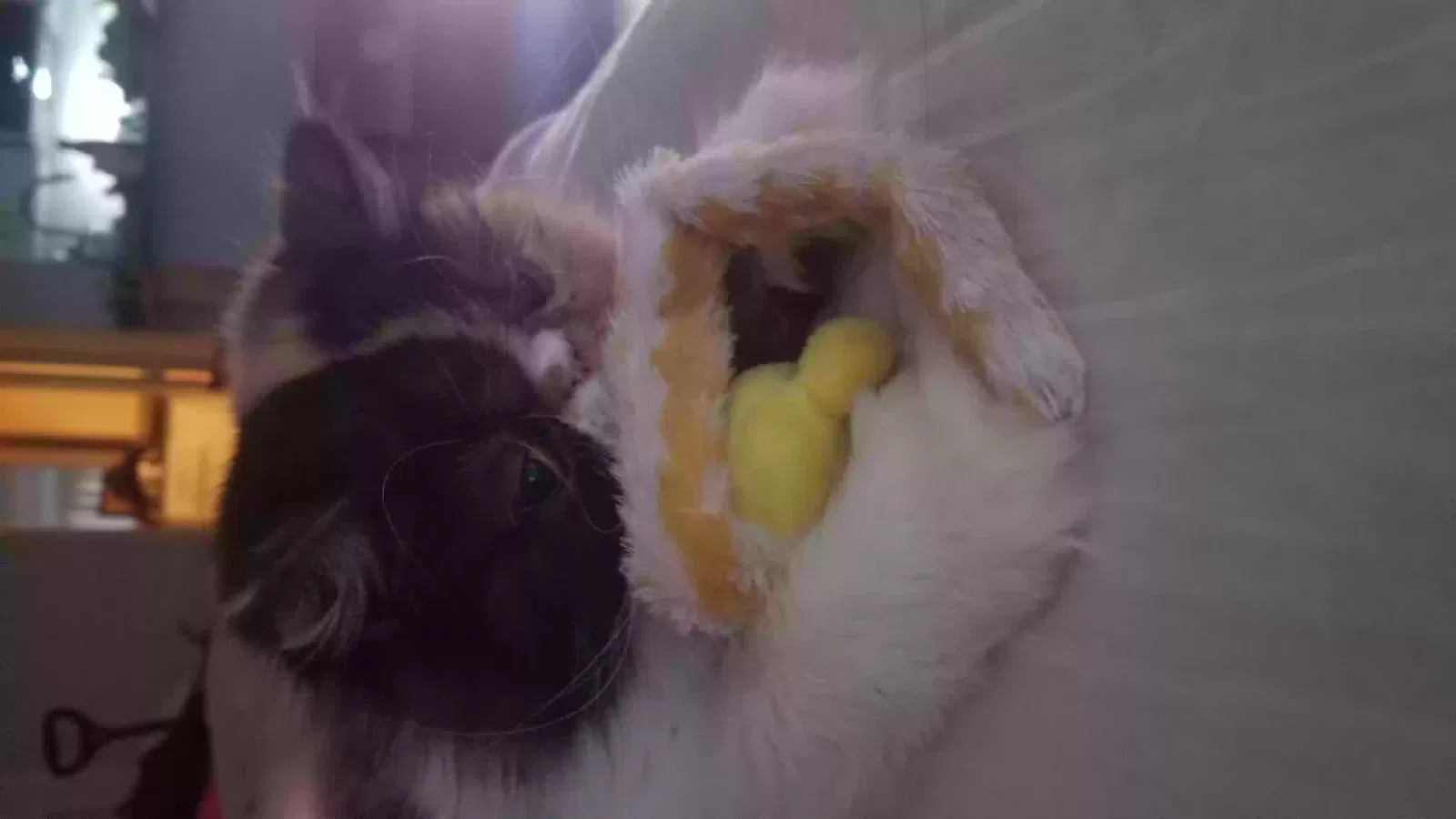 Lost cat in Houston, TX, 77035