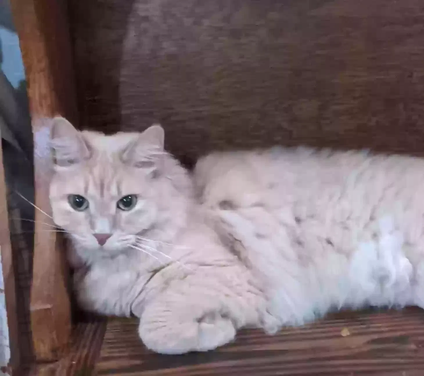 Lost cat in Sherman, TX, 75090