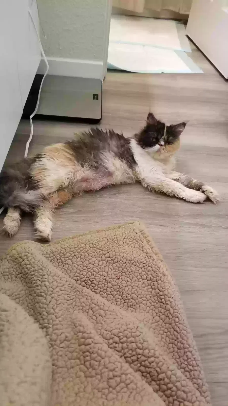 Lost cat in Houston, TX, 77035