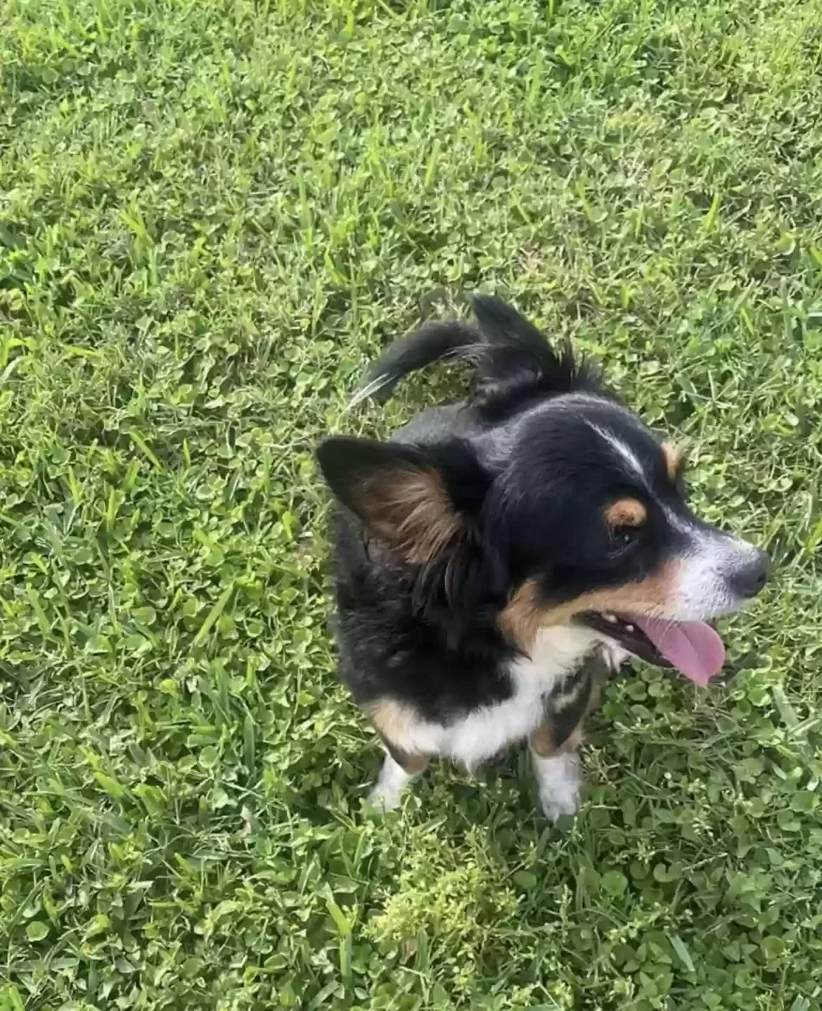 Lost dog in Angleton, TX, 77515