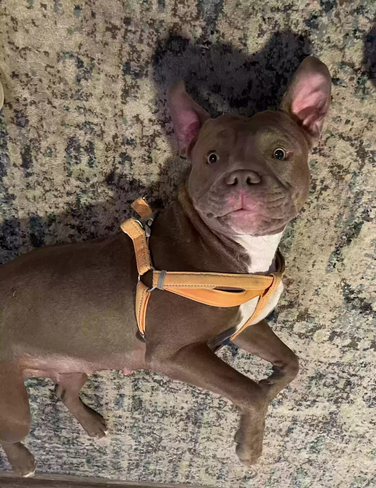 Lost dog in Cincinnati, OH, 45255