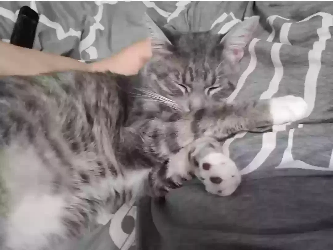 Lost cat in Mount Morris, MI, 48458