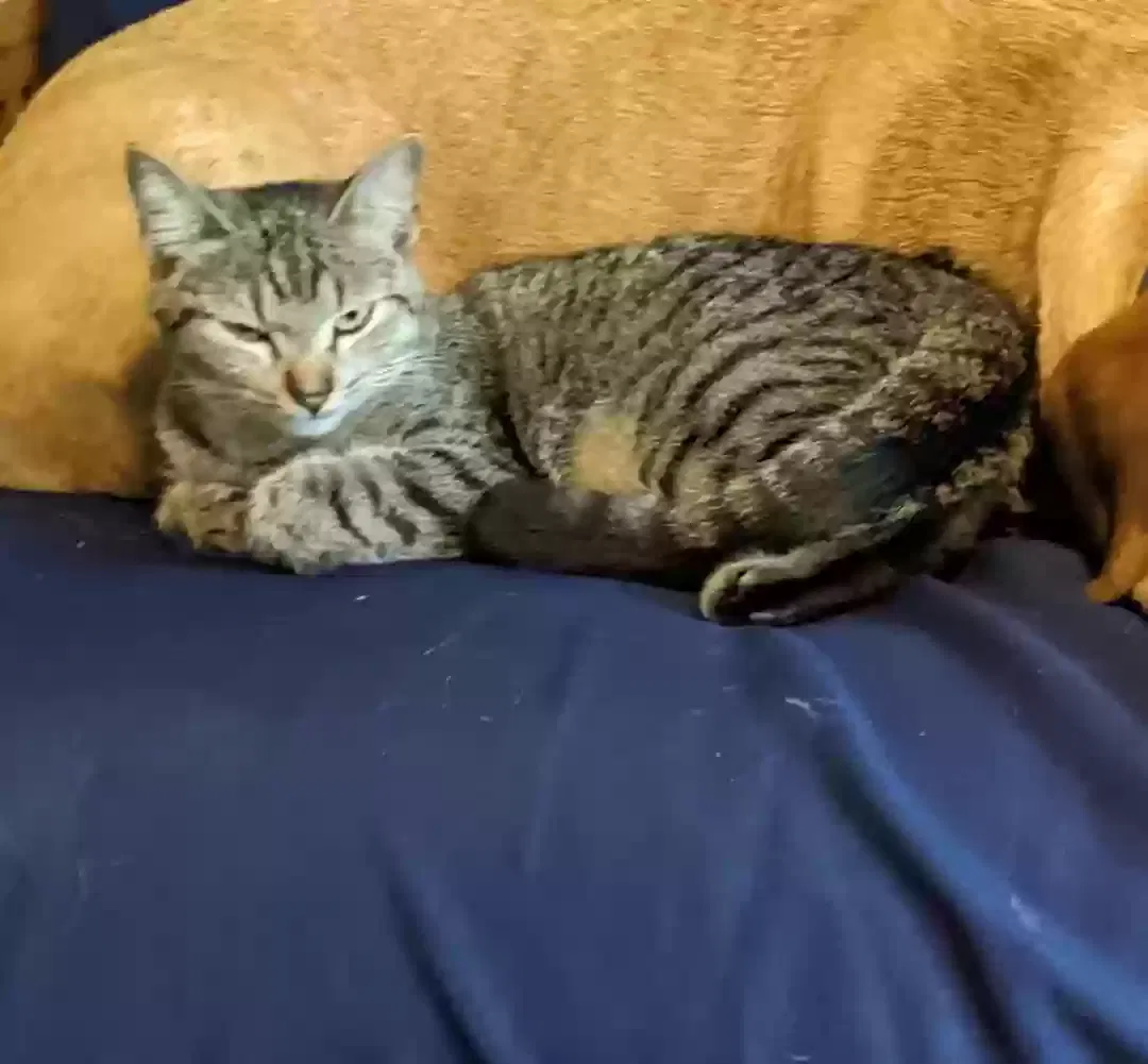Lost cat in Trenton, FL, 32693