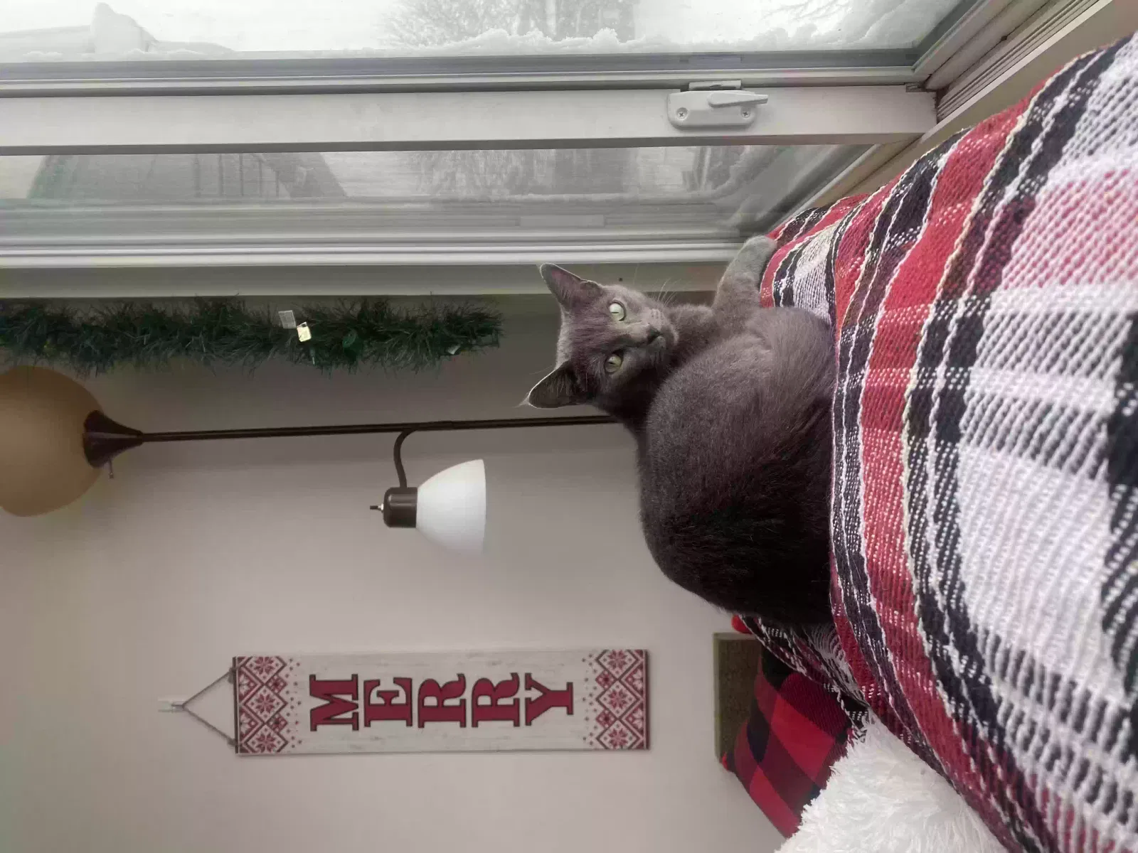 Lost cat in East Lansing, MI, 48823