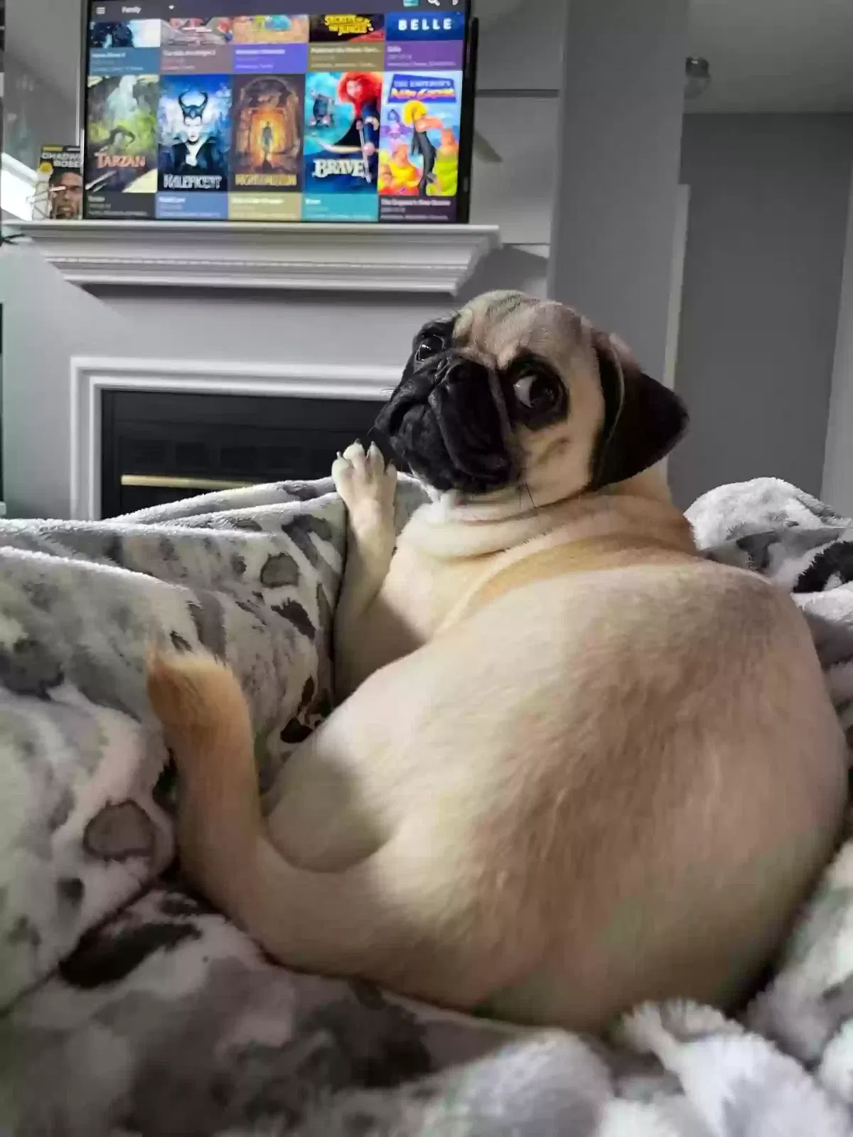 Lost dog in Nashville, TN, 37207