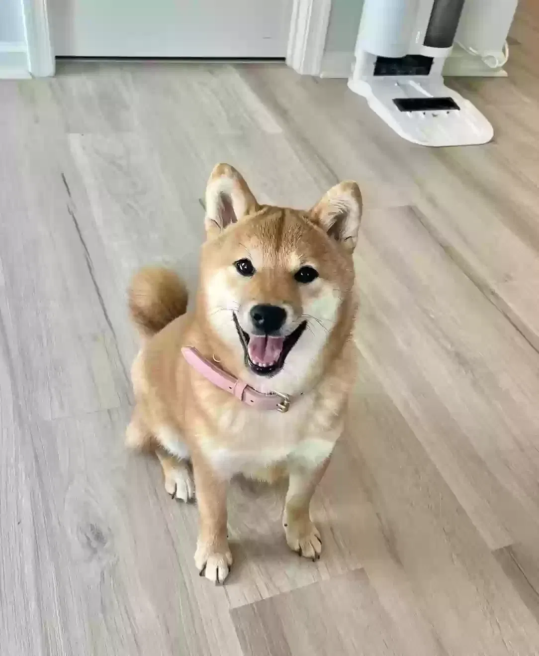 Lost dog in Alexandria, VA, 22304