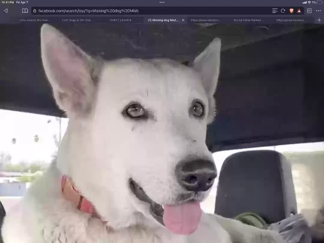 Lost dog in Quartzsite, AZ, 85346