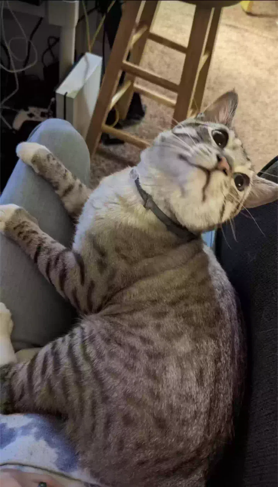 Lost cat in Salem, OR, 97305