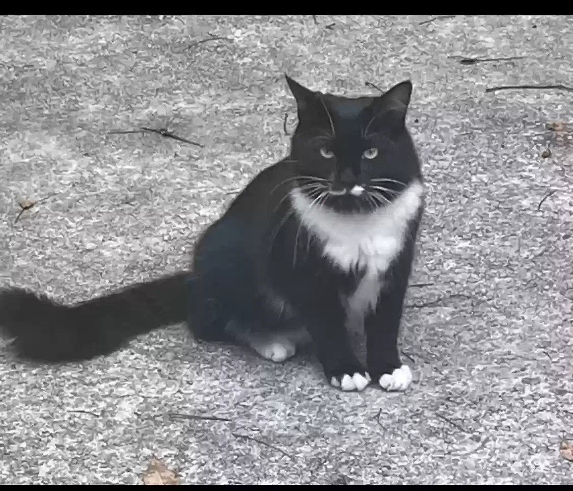 Lost cat in Lilburn, GA, 30047