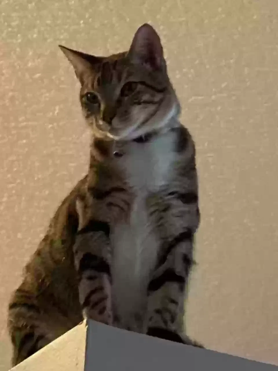 Lost cat in Loxahatchee, FL, 33470