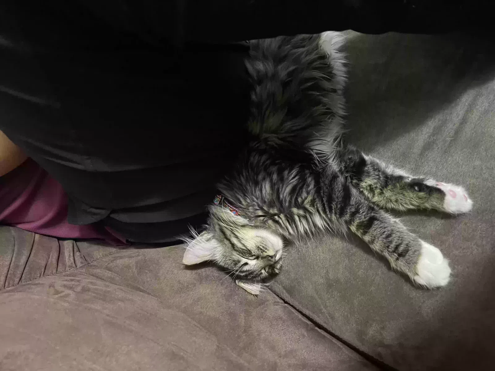 Lost cat in Dekalb, IL, 60115
