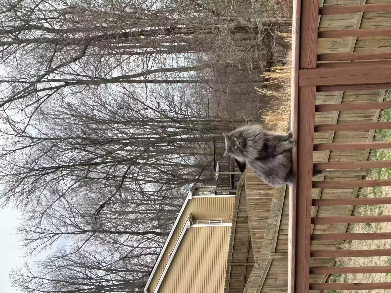 Lost cat in Clarksville, TN, 37040