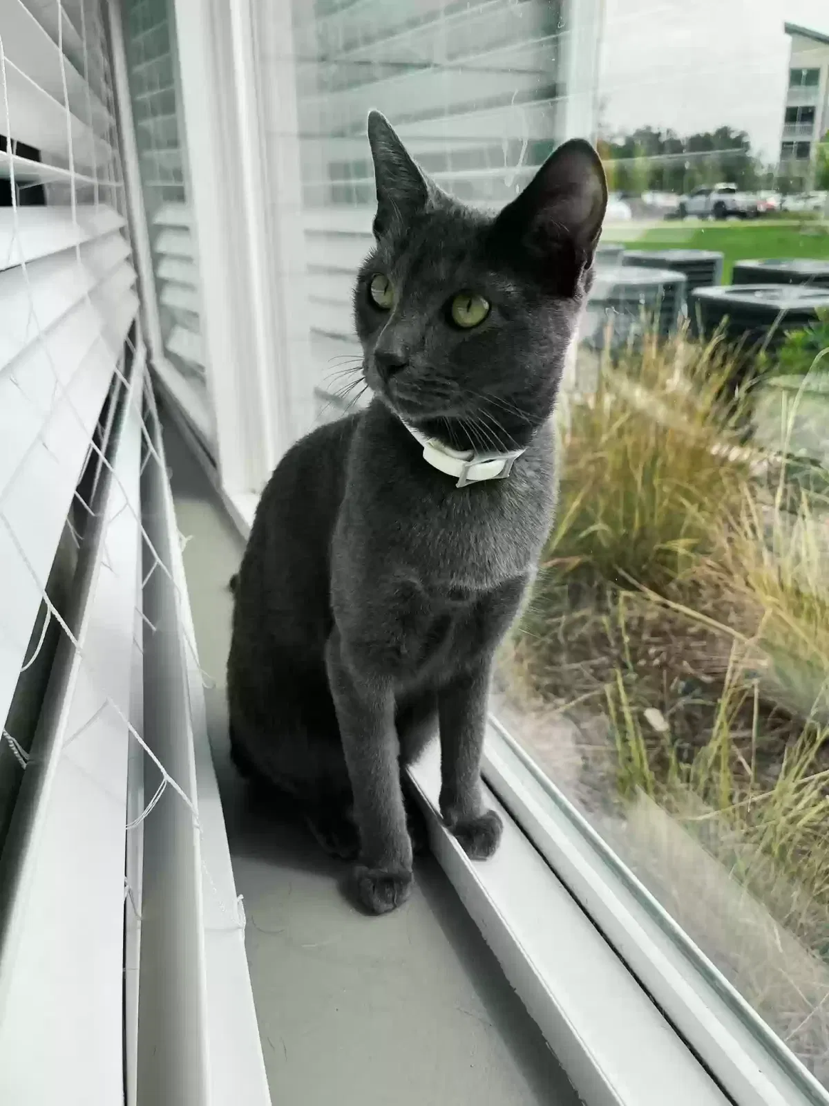 Lost cat in Dunnellon, FL, 34434
