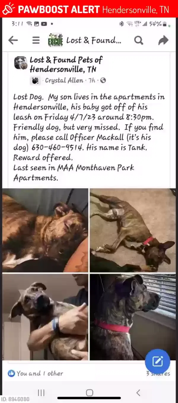 Lost dog in Hendersonville, TN, 37075