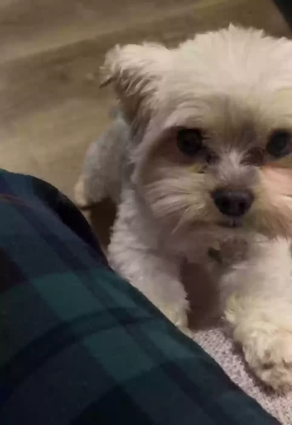 Lost dog in Spring, TX, 77373