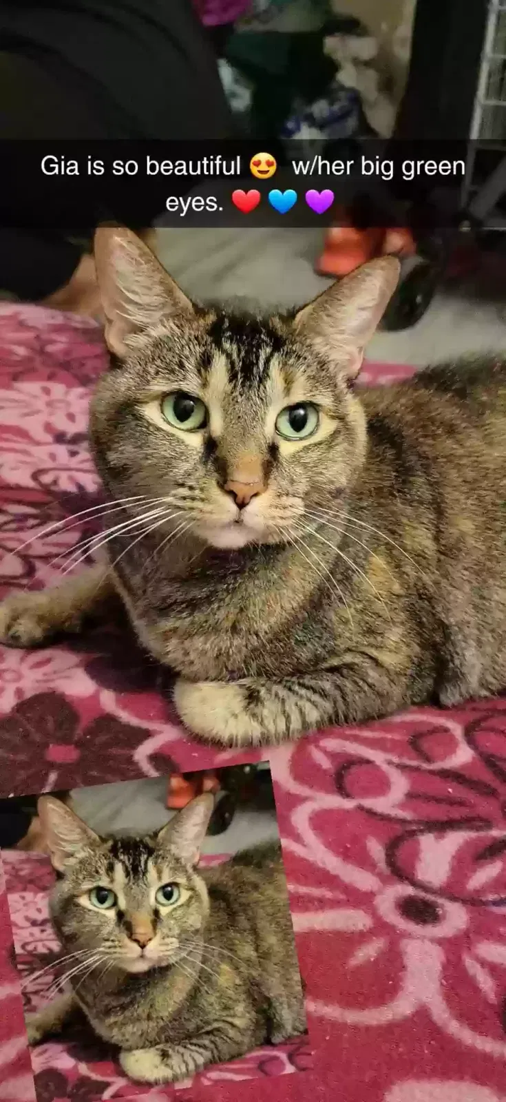 Lost cat in Phoenix, AZ, 85017