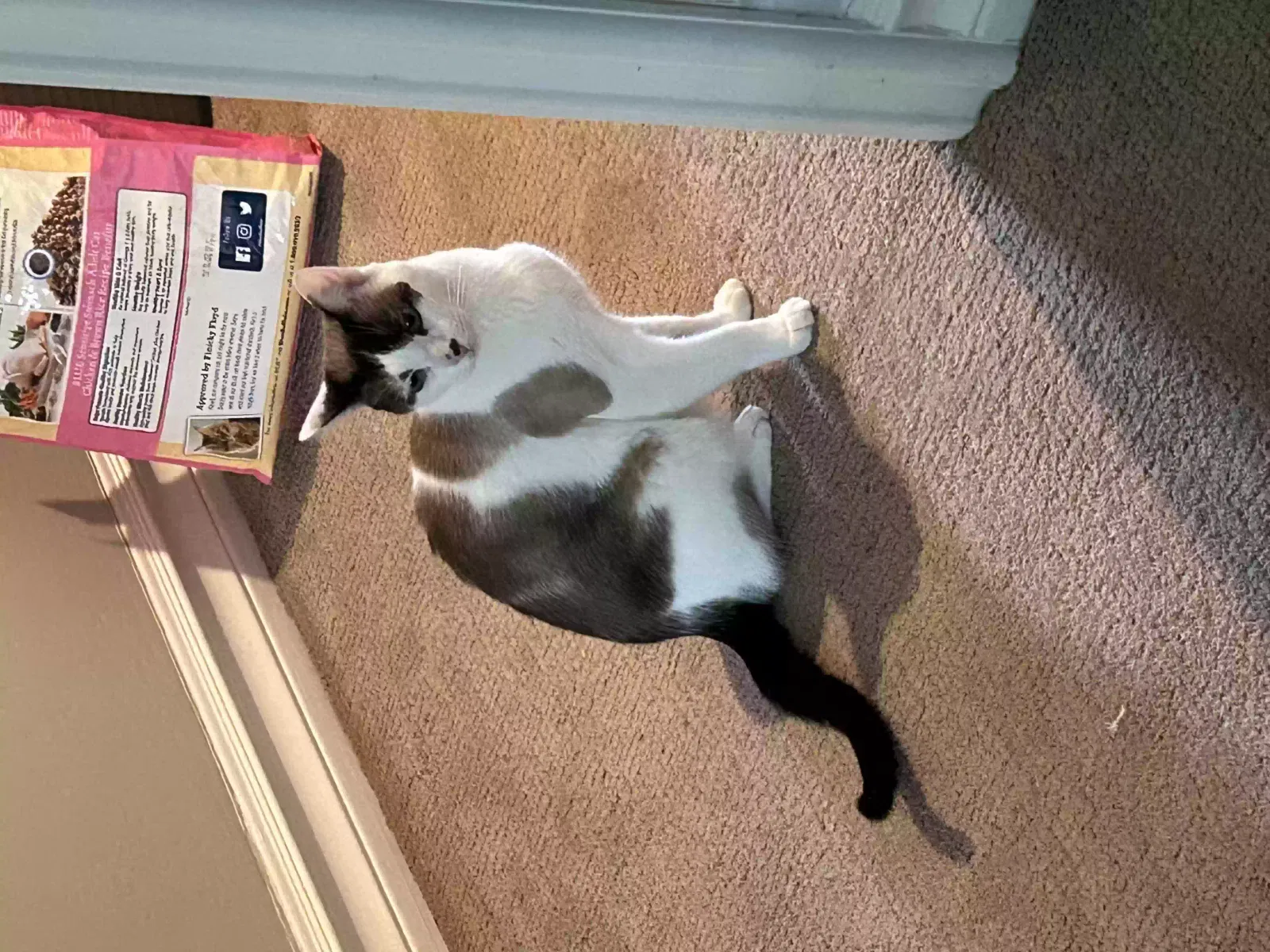 Lost cat in Rancho Santa Fe, CA, 92067