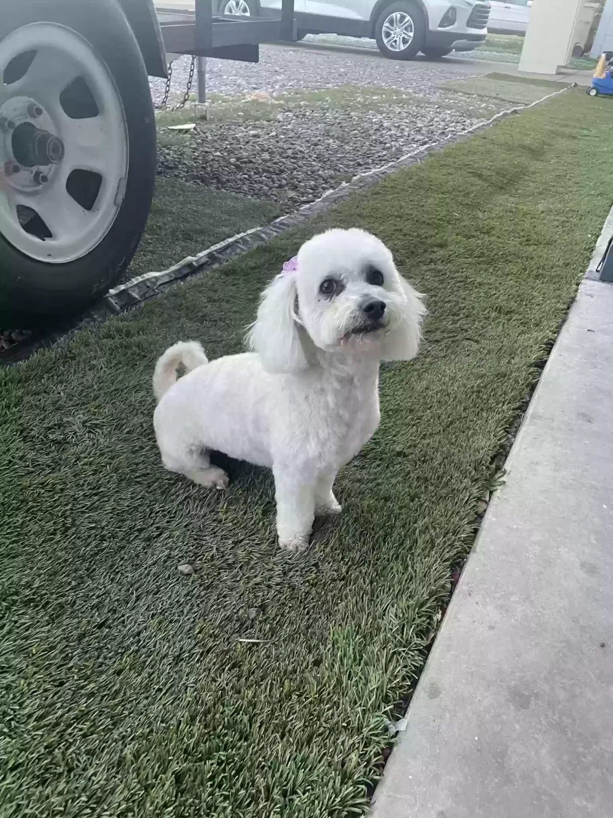 Lost dog in Glendale, AZ, 85301