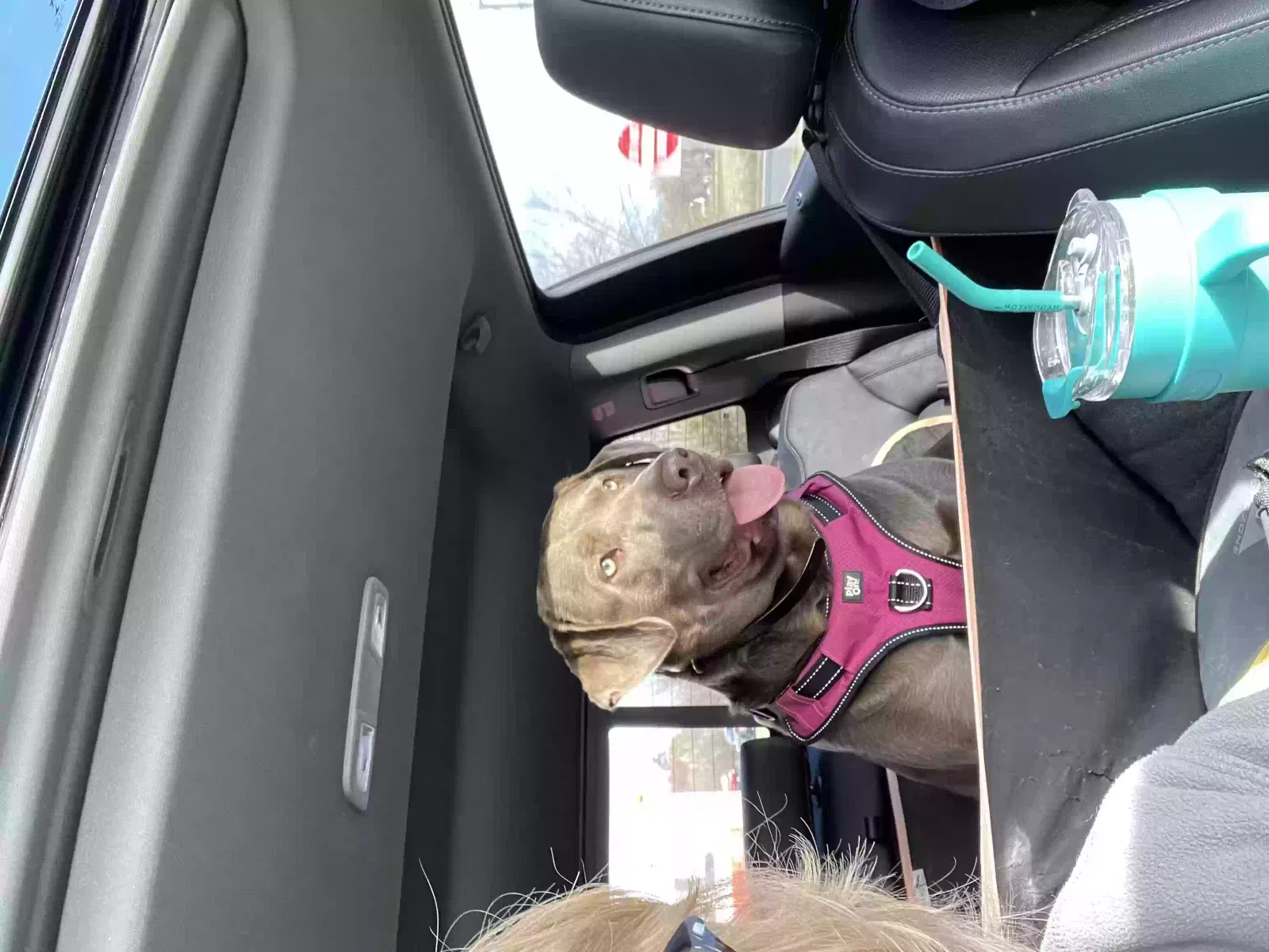 Lost dog in Bath, PA, 18014