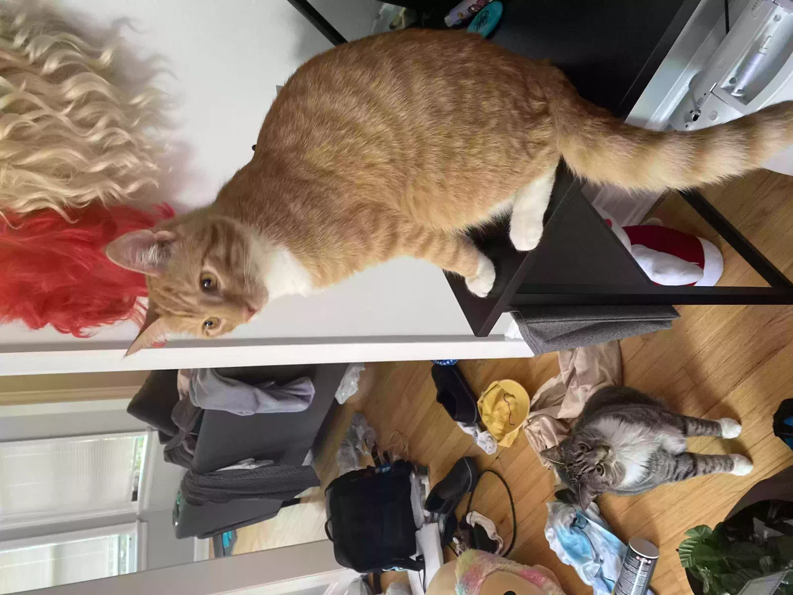 Lost cat in Chicago, IL, 60647