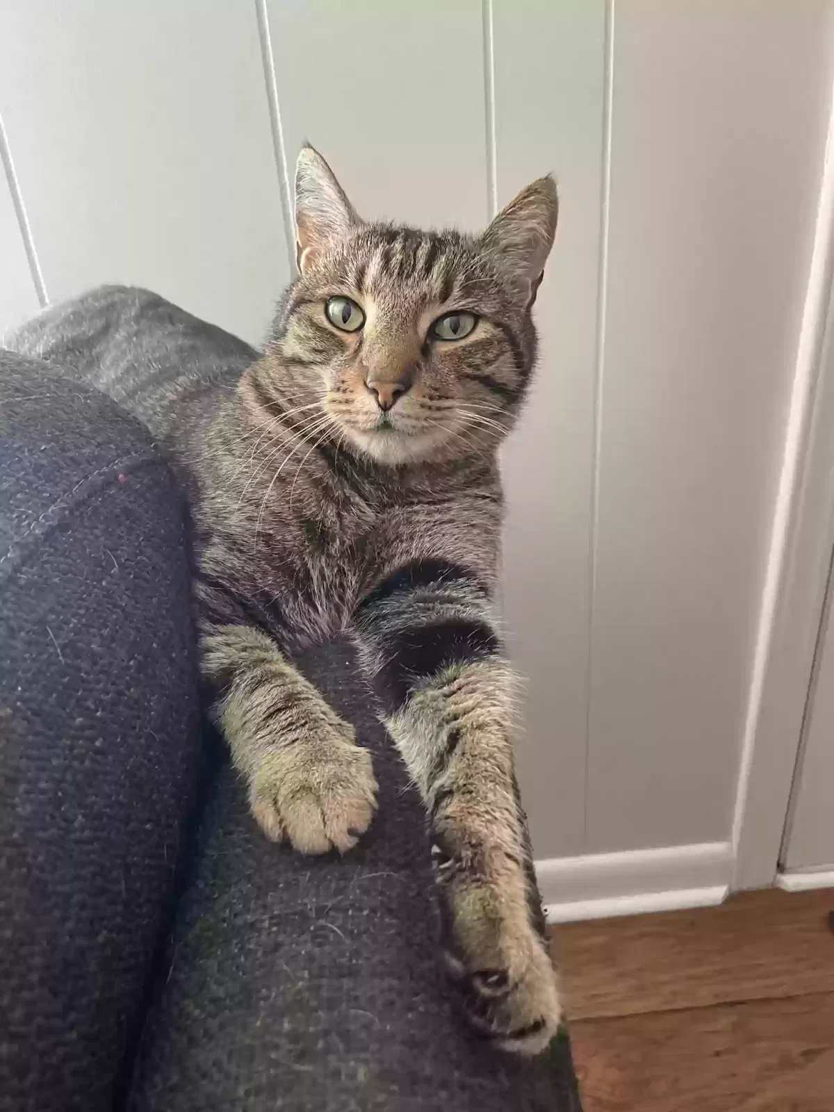 Lost cat in Concord, NC, 28025