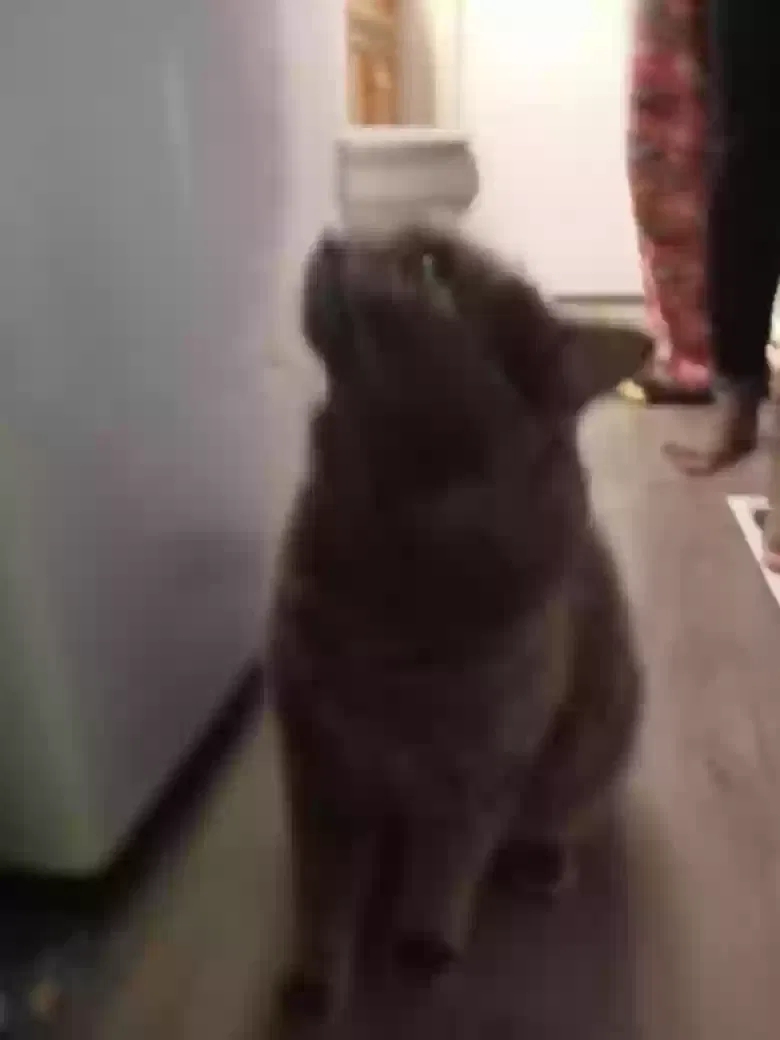 Lost cat in Unknown, IN, 6561