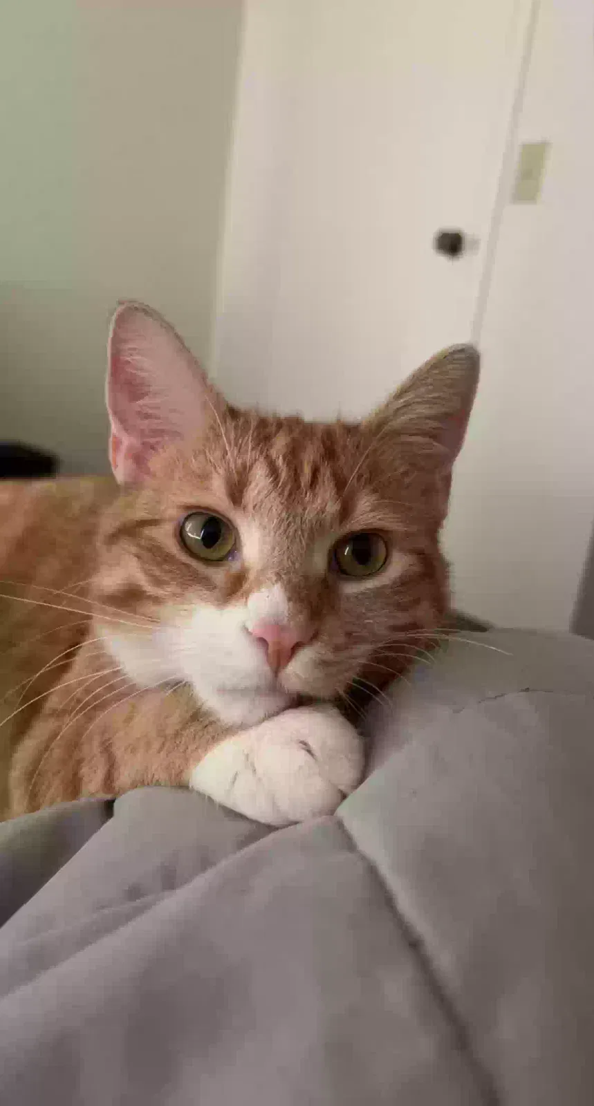 Lost cat in Chicago, IL, 60656