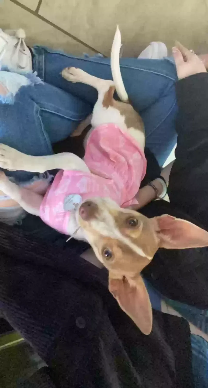 Lost dog in Hanford, CA, 93230