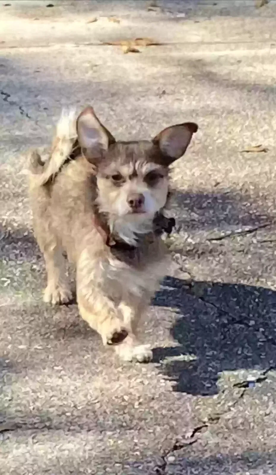Lost dog in Marrero, LA, 70072