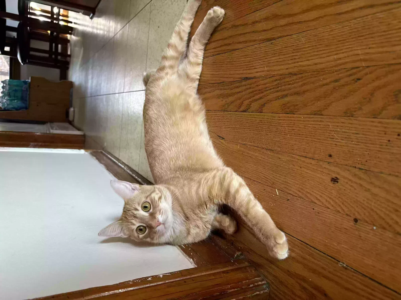 Lost cat in River Grove, IL, 60171