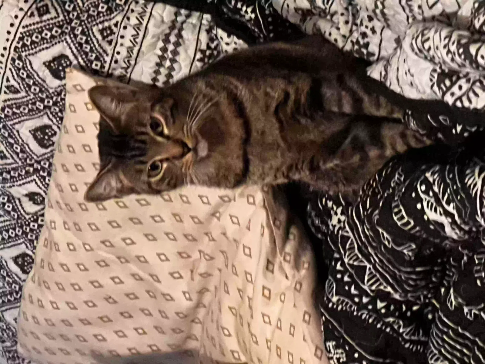 Lost cat in Locust Grove, GA, 30248