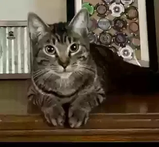 Lost cat in Locust Grove, GA, 30248