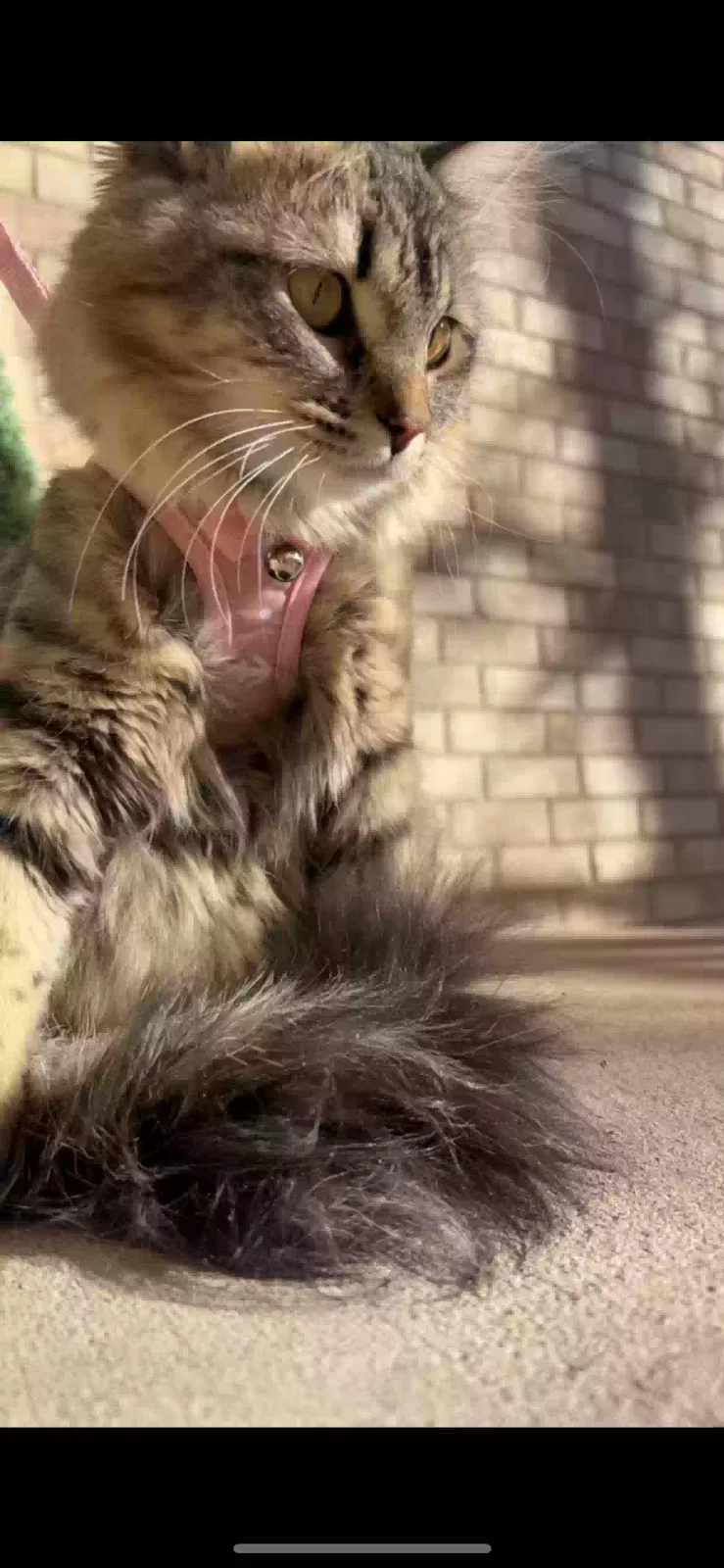 Lost cat in Colorado Springs, CO, 80906