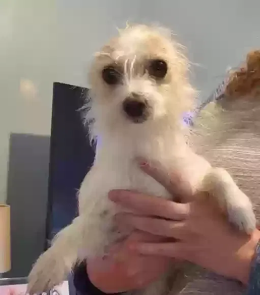 Lost dog in Pomona, CA, 91767